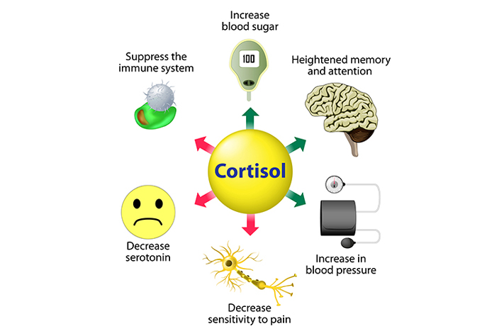 THE IMPORTANCE OF UNDERSTANDING CORTISOL