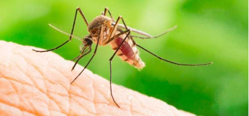 IIT Mandi team finds the target protein for action of antimalarial drug against Zika Virus