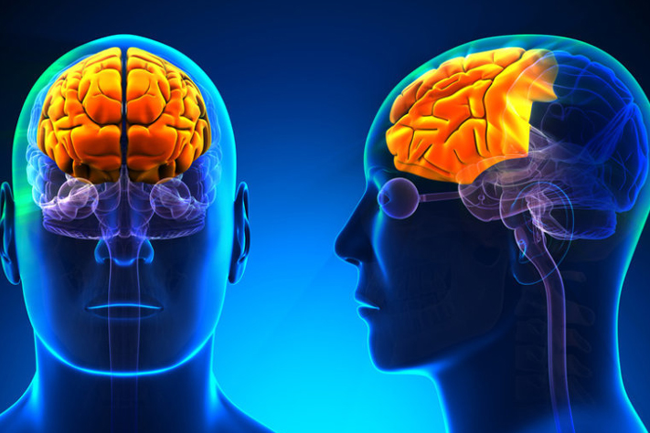 Stress Changes the Physiology of the Brain