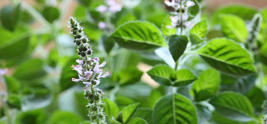 5 Natural Remedies To Effectively Beat Stress