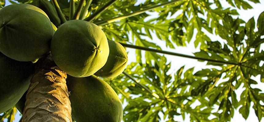 Papaya leaves helps in reducing dengue fever