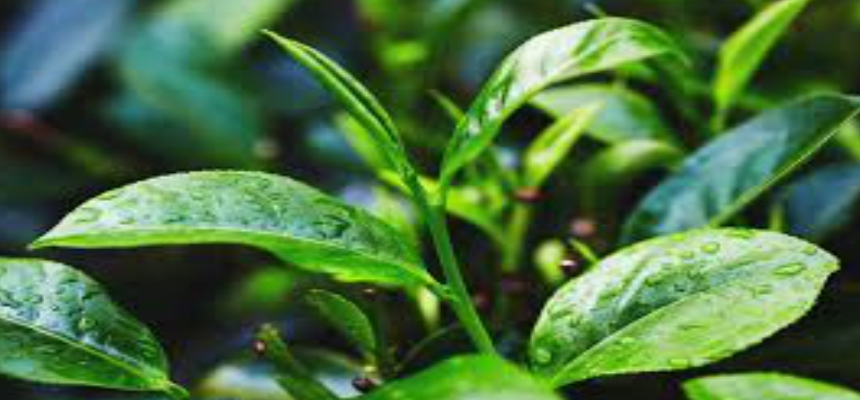 New horizons for Tea Tree Oil 