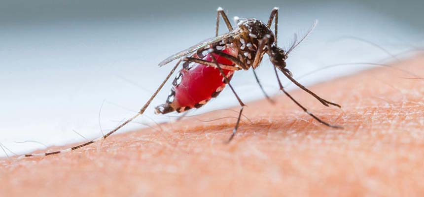 To fight chikungunya keep mosquitoes at bay