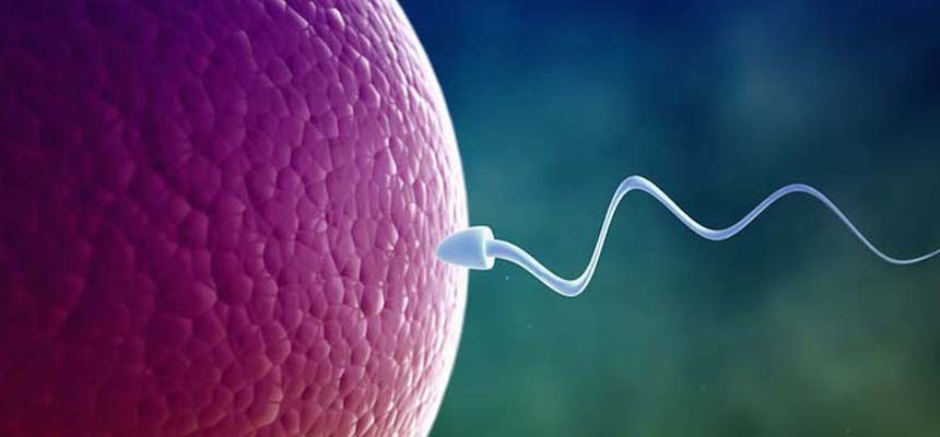 Zinc plays a role in sperm count